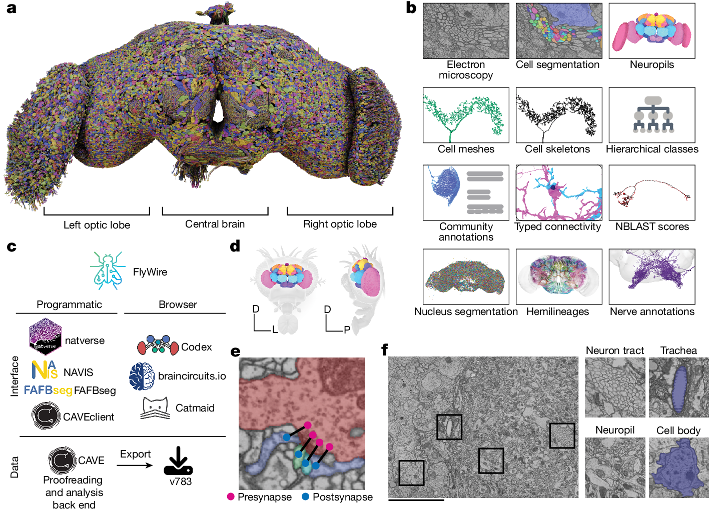 FlyWire Figure 1: reconstructed neurons across the central brain and optic lobes, with examples of the microscopy, segmentation, annotations, and synapse data behind the map.