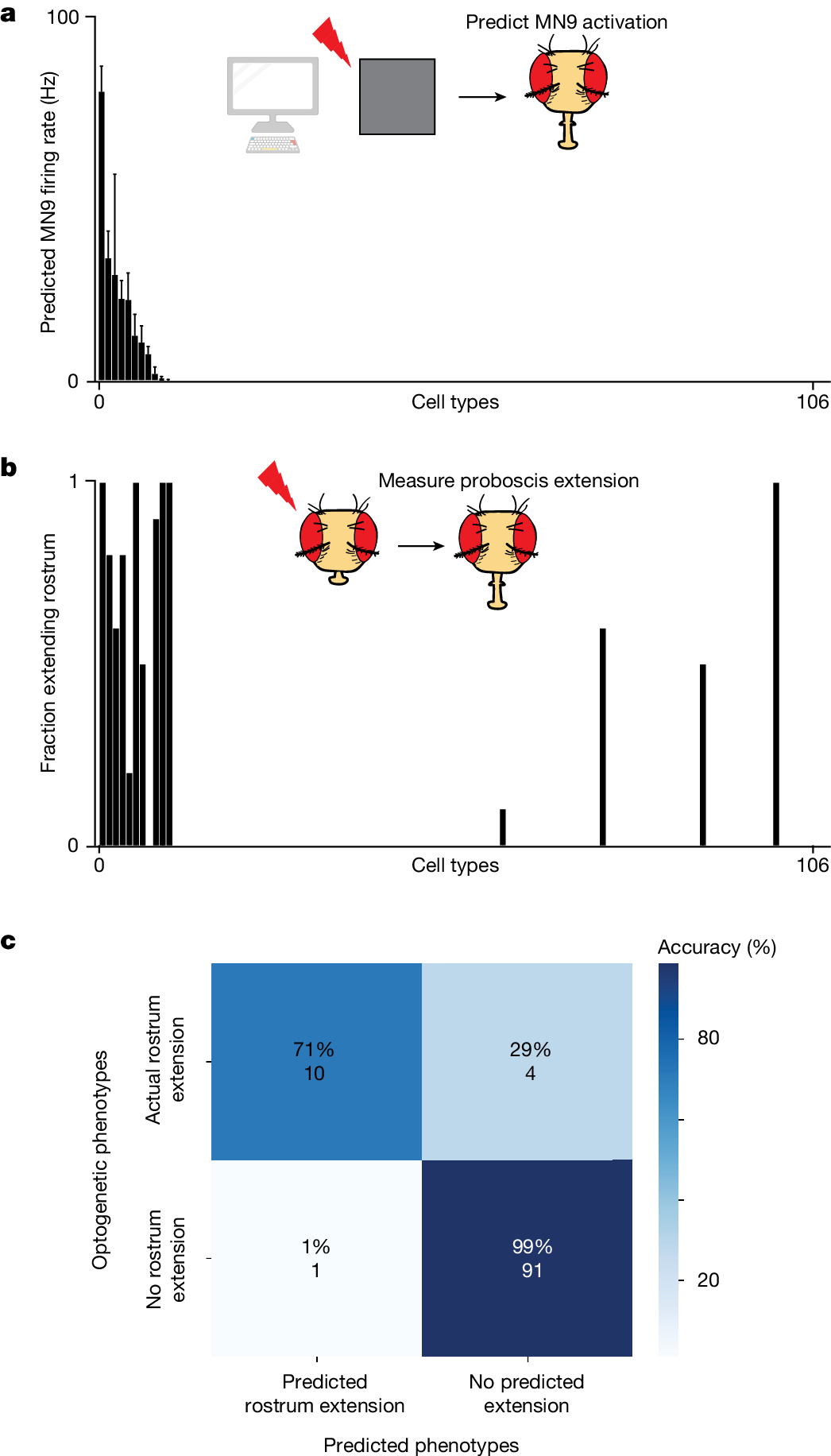 Shiu and colleagues' Figure 2: predicted MN9 activation for 106 tested cell types, measured rostrum extension in real flies, and a confusion matrix comparing predictions with observations.